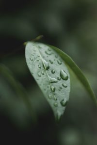 DFR phytosanitaires pesticides analyses BPL